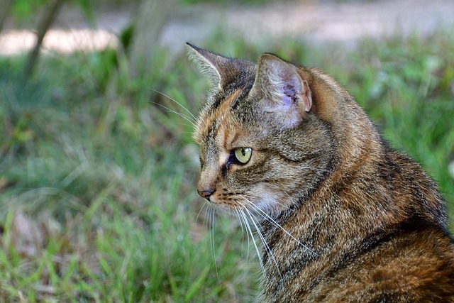 野良猫