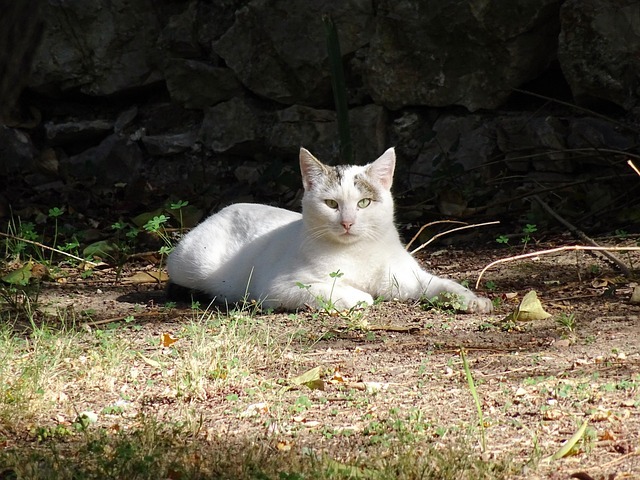 猫