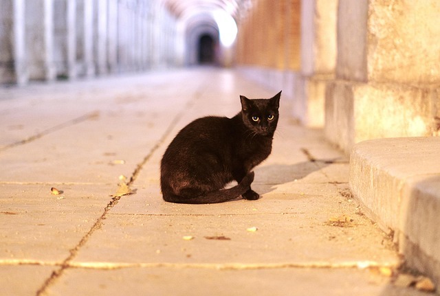 野良猫