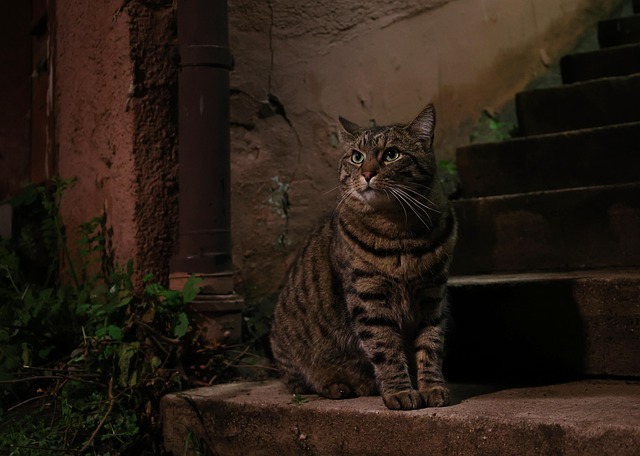 野良猫